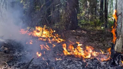 В четырех районах оккупированной Абхазии сильные лесные пожары