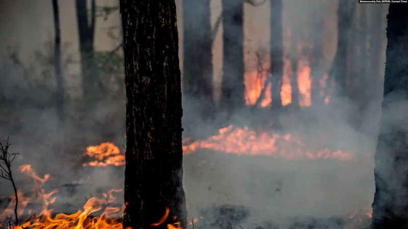 Fire breaks out in Gagra forests