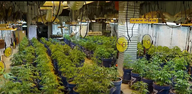 Ministry of Internal Affairs: Police seize 283 cannabis plants and about 3 kilograms of marijuana – suspect had underground greenhouse